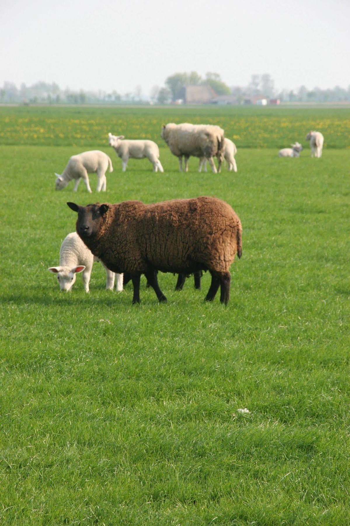 Countryside Eco Natuurhuisjes Ee Eksteriør bilde